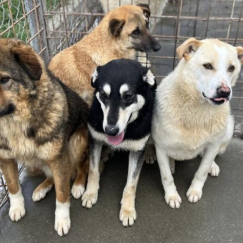 Apel pentru adopția câinilor din adăpostul public din Cluj-Napoca
