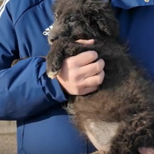 Un pui de câine adorabil caută nume și un stăpân iubitor în Cluj-Napoca