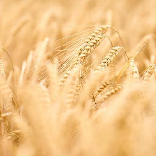 Fermierii români pot obține ajutoare financiare de până la 200.000 de euro prin programul „Prima Sera”