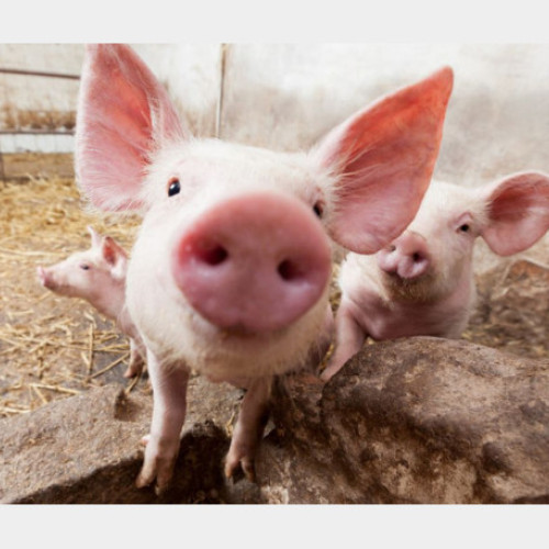 APIA informează despre termenul limită pentru solicitările eco-scheme