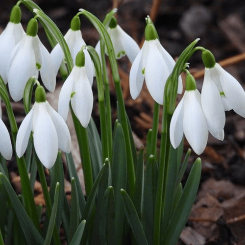 Ghioceii au apărut deja la Pitești în plină iarnă