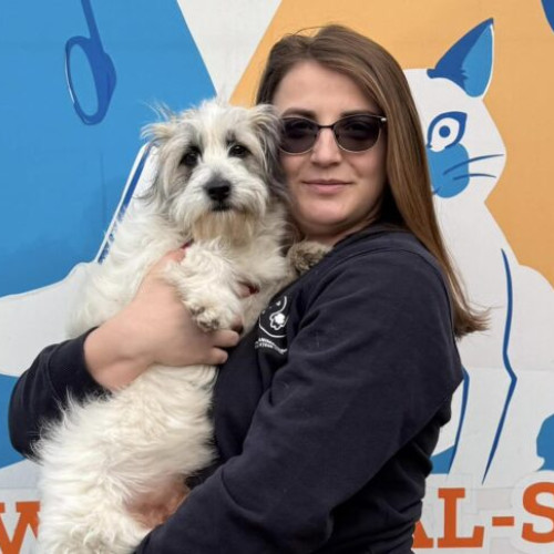 Buftea: servicii gratuite de sterilizare și microcipare pentru câini pe 23 ianuarie