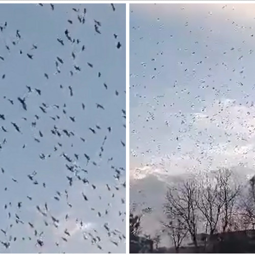 Invazie de ciori în Cluj: Locuitorii solicită soluții pentru protecția lor