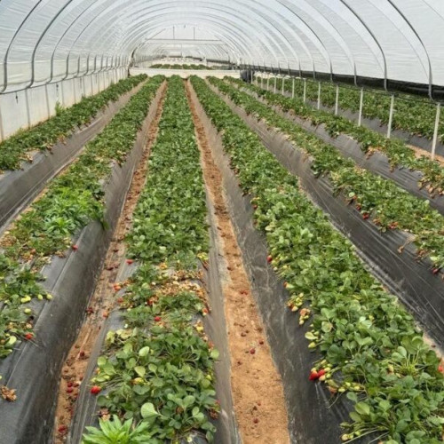 Fermierii din România pot accesa financieri nerambursabile prin programul „Prima Seră”