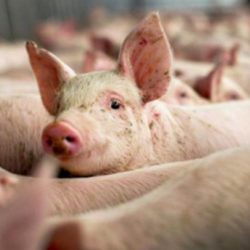 Focare de pestă porcină africană în două comune din Cluj