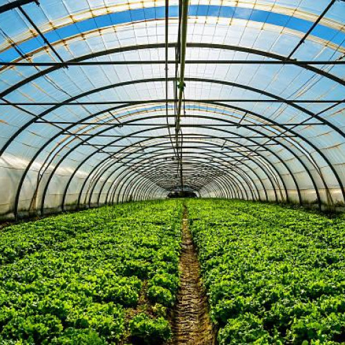 Fermierii pot beneficia de finantări nerambursabile pentru sere