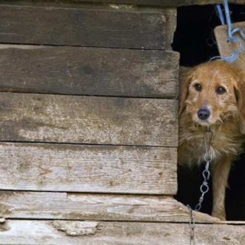 Clujeanul trage un semnal de alarmă pentru trei căței abandonați în curtea unui vecin