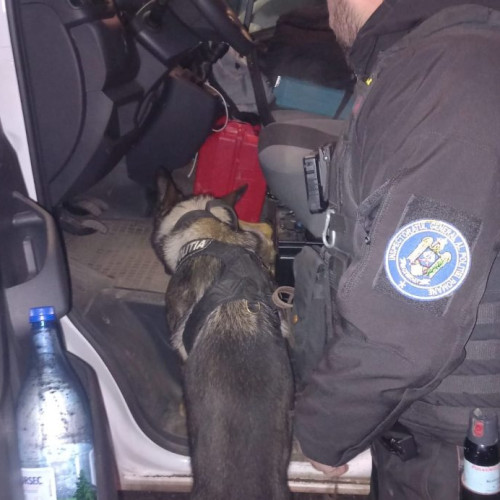 Câinele polițist Gam ajută la o acțiune de amploare în Sighetu Marmației