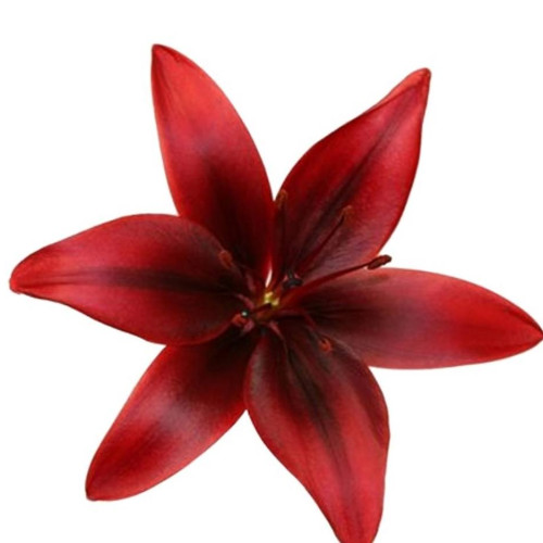 NOUA UNSPE și OSCAR lansează piesa „ANGELINA JOLIE”