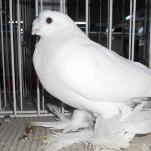 Expoziție dedicată porumbeilor la Miercurea-Ciuc