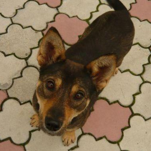 Crește numărul animalelor protejate de IPJ Harghita