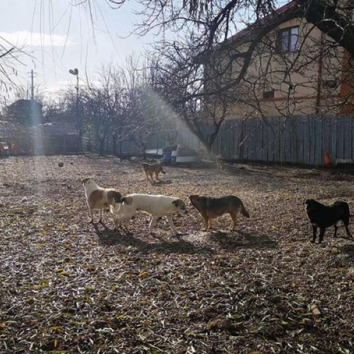 Clujean din Mărăști reclamă câini abandonați într-o curte