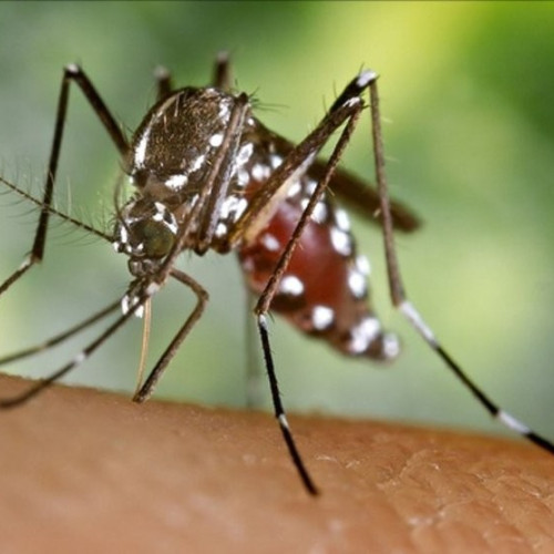 Consilierii locali din Arad se reunesc pentru a discuta înființarea unui nou serviciu de dezinsecție, dezinfectie și deratizare