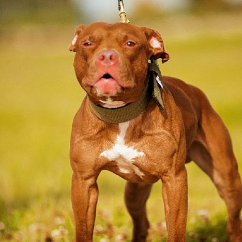 Acțiune de prevenire a abuzurilor asupra animalelor în Berveni