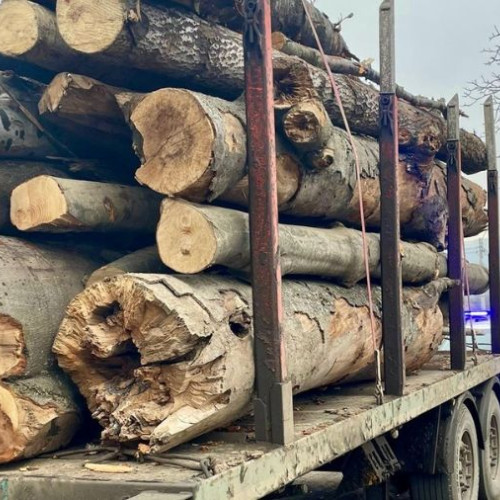 Polițiștii din Bacău depistează transport ilegal de lemn