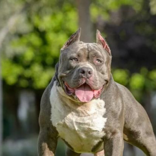 Situație alarmantă în Cluj-Napoca: câini de rasă pitbull atacă alergătorii