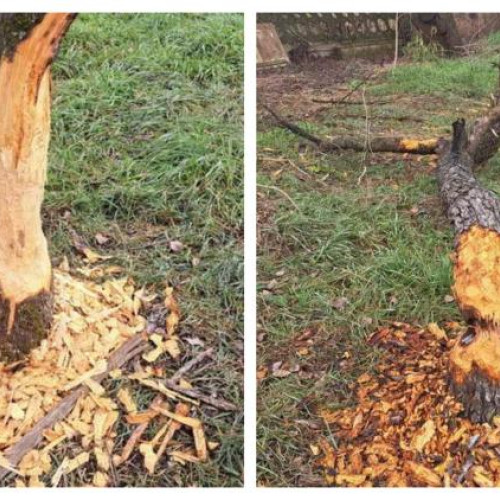 Castorii din Cluj fac ravagii în livadele din Gherla