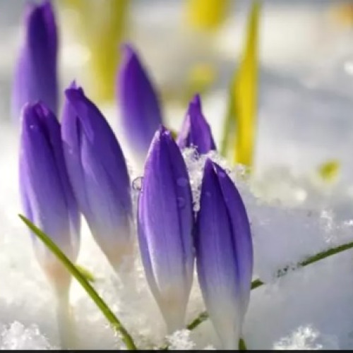 Vremea va fi mai caldă decât normal în următoarele patru săptămâni