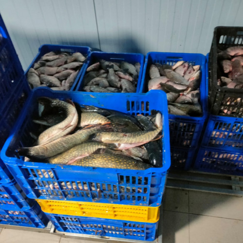 Oprire în trafic a unei autoutilitare cu pește fără acte la ieșirea de pe podul de peste Dunăre