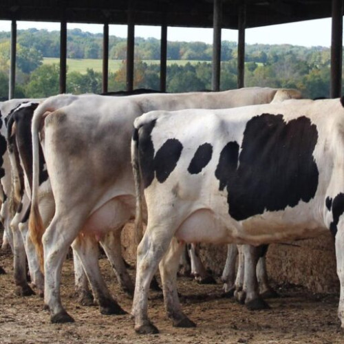 Termen limită pentru depunerea deconturilor în sectorul zootehnic