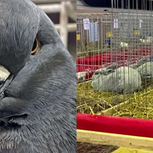 Expozitia Columbofila, la Sebes, intre 31 ianuarie si 2 februarie 2025