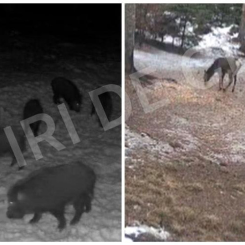 Iarna aduce frumusețe în pădurile din Cluj