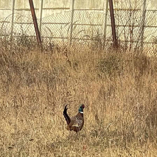 Un fazan surprins în Alba Iulia