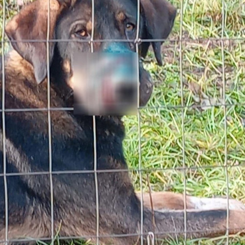 Polițiștii din Maramureș salvează un câine maltratat