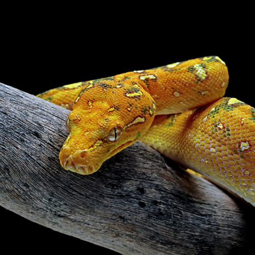 Sărbătoare cu cruce roșie în calendarul creștin ortodox: Cine au fost Sfinții Trei Ierarhi