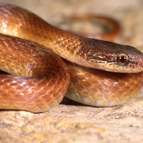 Anul 2025 aduce schimbări și oportunități pentru toate cele 12 semne zodiacale