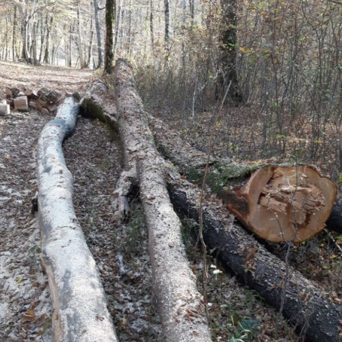 Creșterea prețurilor pentru lemnul din Bistrița în 2025