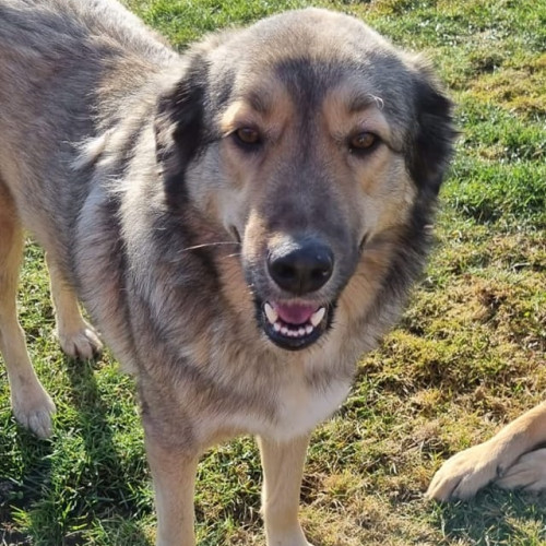 Wisdom Panel Premium: kitul de testare ADN pentru câini care oferă informații detaliate