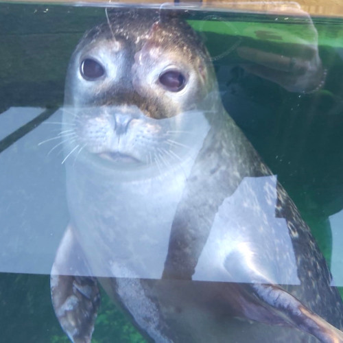 Grădina Zoologică din Brașov are noi atracții: lei de mare, pinguini și foci