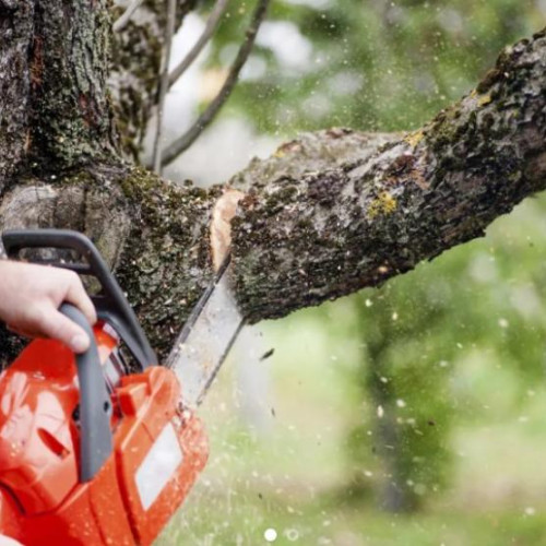 Locuitorii străzii Hunedoara cer replantarea arborilor tăiați