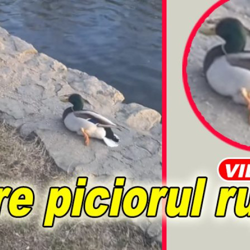 Doi buzoieni descoperă o rață sălbatică rănită în Parcul Crâng