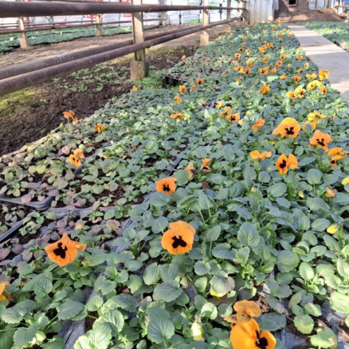 Primăria Sectorului 2 pregătește un spectacol floral pentru primăvară