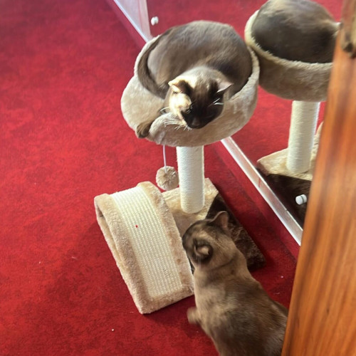 Două pisici abandonate din Botoșani au găsit cămin în biroul primarului din Suceava