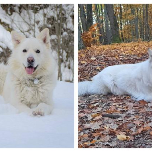 Câinele Don, ucis cu brutalitate într-un sat din județul Cluj