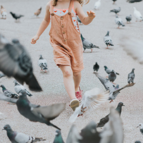 Hranirea porumbeilor, legală în Timișoara după suspendarea interdicției