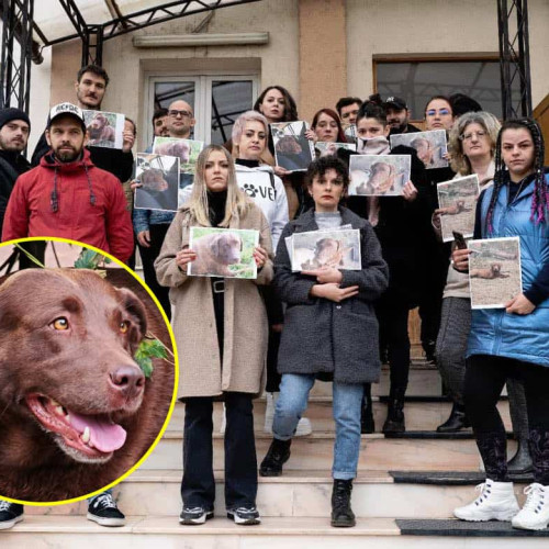 Decizie rară în justiția română: un bărbat condamnat pentru abuz sexual asupra unei cățeluse