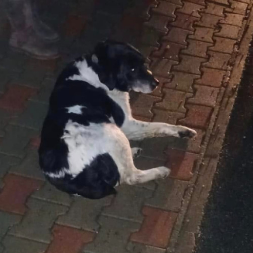 Autoritățile din Cluj, criticate pentru gestionarea situației animalelor fără adăpost