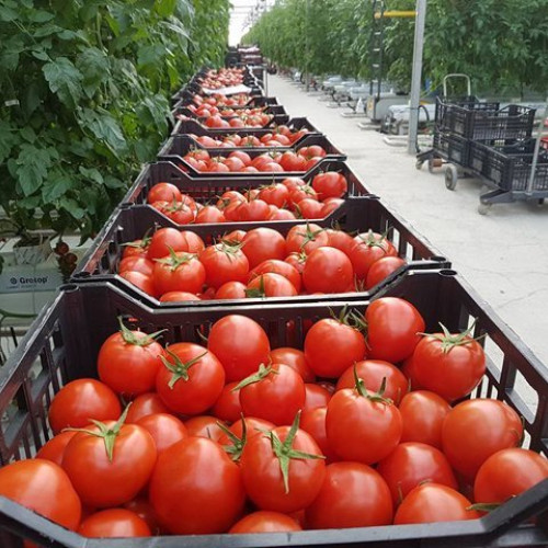 România bifează o premieră în legumicultură: tomate cultivate din octombrie