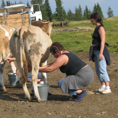 De la mulsul de mână la mulsul robotizat: Fermierul brașovean George Catean trage un semnal de alarmă