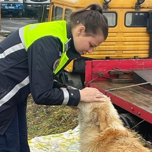Un bărbat din Ghirisa amendat pentru abandonul unui câine