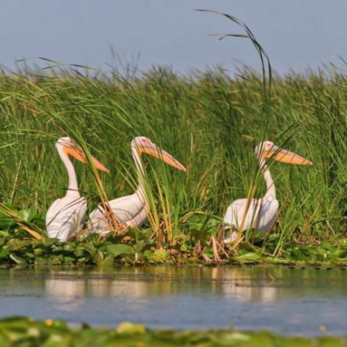 Delta Dunării, victimă a unei fraude de milioane de euro