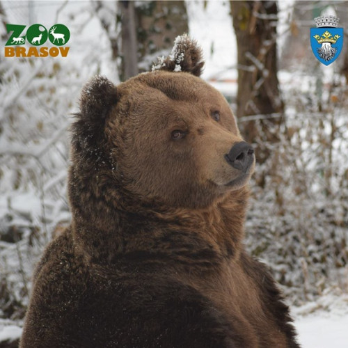 Gradina Zoologica Brașov organizează "Ziua Ursului" pe 2 februarie