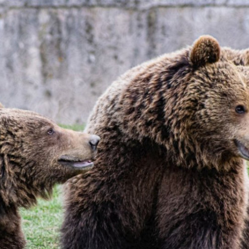 Ziua Ursului la Grădina Zoologică din Brașov