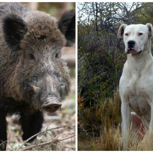 Câine supus la lupte cu mistreți în Bihor