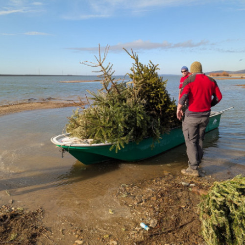 Amplasarea a 53 de brazi de Crăciun în lacul Tileagd pentru protejarea ecosistemului