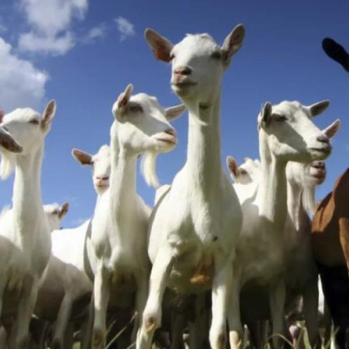 Caprele face ravagii în cartierul Dâmbul Rotund din Cluj-Napoca